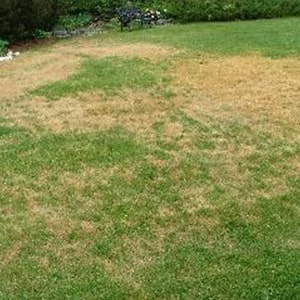 leaf blight disease